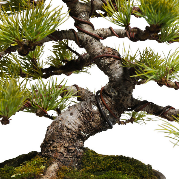 五葉松　-Japanese white pine-　（推定樹齢35年） 詳細画像